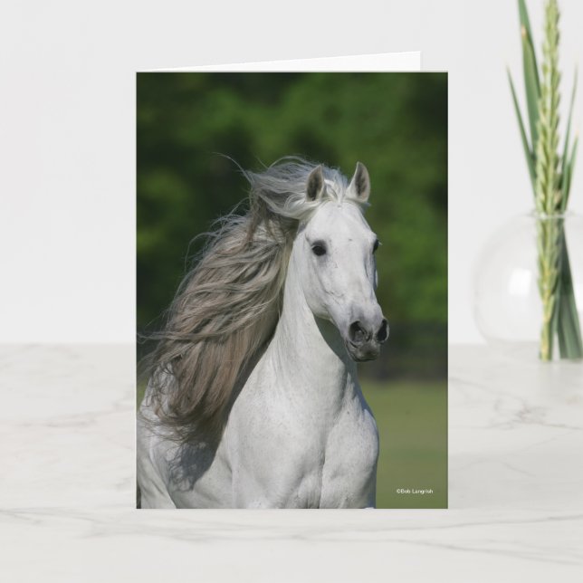 Bob Langrish | Grey Andalucian Stallion Headshot Card (Front)