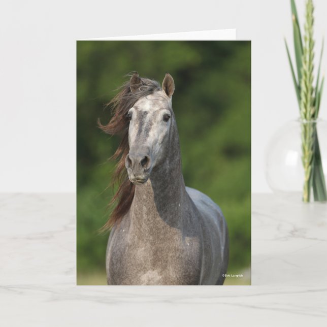 Bob Langrish | Grey Andalucian Stallion Headshot Card (Front)