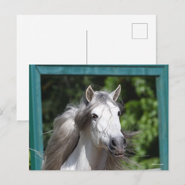 Bob Langrish | Grey Andalucian Stallion Headshot Postcard (Front/Back)