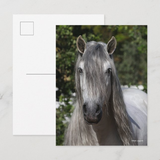 Bob Langrish | Grey Andalucian Stallion headshot Postcard (Front/Back)