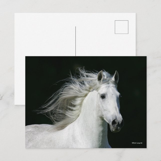 Bob Langrish | Grey Andalucian Stallion Headshot Postcard (Front/Back)