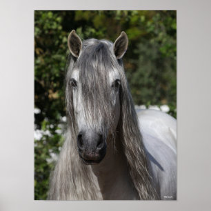 Bob Langrish   Grey Andalucian Stallion headshot Poster