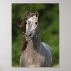 Bob Langrish   Grey Andalucian Stallion Headshot Poster