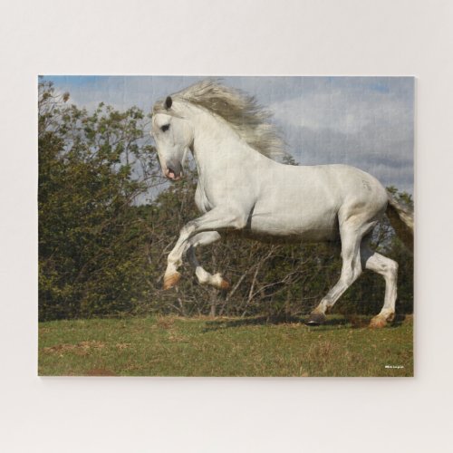 Bob Langrish  Grey Andalucian Stallion Leaping Jigsaw Puzzle