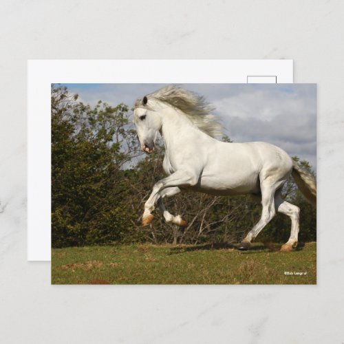 Bob Langrish  Grey Andalucian Stallion Leaping Postcard