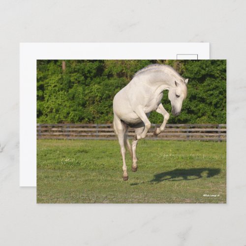 Bob Langrish  Grey Andalucian Stallion Leaping Postcard