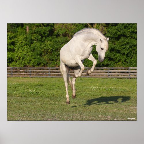 Bob Langrish  Grey Andalucian Stallion Leaping Poster