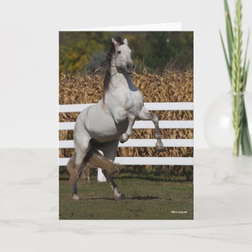 Bob Langrish  Grey Andalucian Stallion Rearing Card