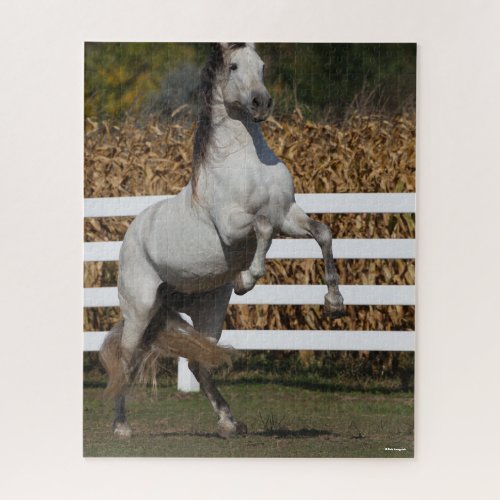Bob Langrish  Grey Andalucian Stallion Rearing Jigsaw Puzzle