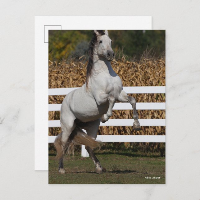 Bob Langrish | Grey Andalucian Stallion Rearing Postcard (Front/Back)