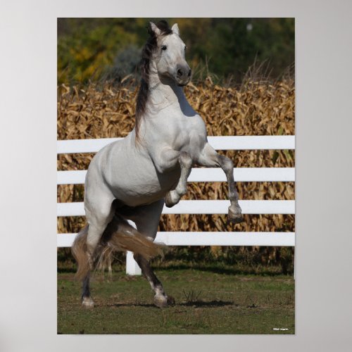 Bob Langrish  Grey Andalucian Stallion Rearing Poster