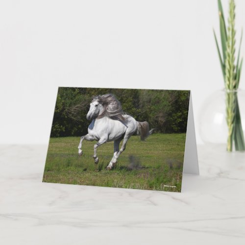 Bob Langrish  Grey Andalucian Stallion Running Card