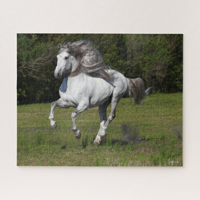 Bob Langrish | Grey Andalucian Stallion Running Jigsaw Puzzle (Horizontal)