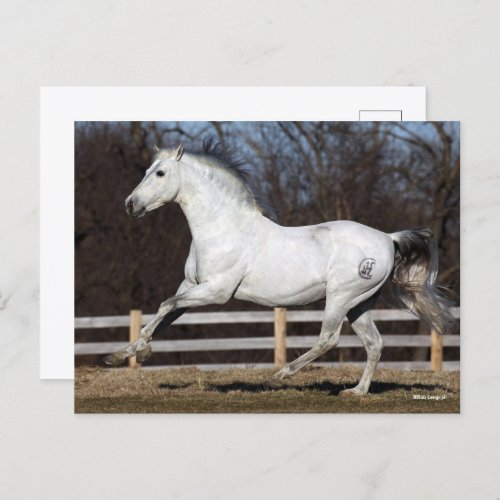 Bob Langrish  Grey Andalucian Stallion Running Postcard