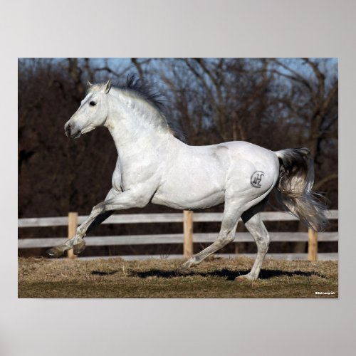 Bob Langrish  Grey Andalucian Stallion Running Poster