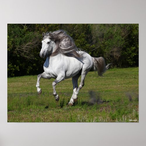 Bob Langrish  Grey Andalucian Stallion Running Poster