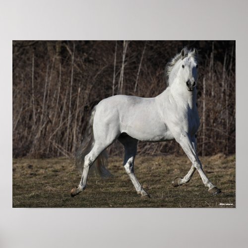 Bob Langrish  Grey Andalucian Stallion Walking Poster