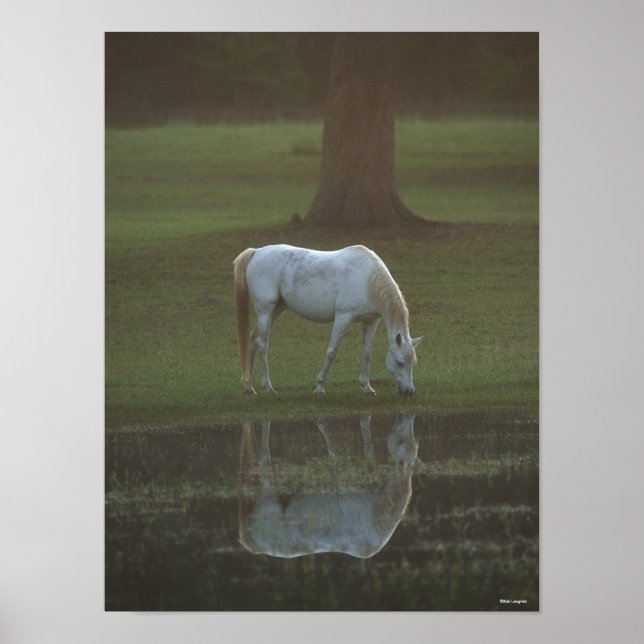 Bob Langrish | Grey Arab Grazing Water Reflection Poster (Front)