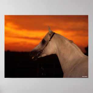 Bob Langrish   Grey Arab headshot at Sunset Poster