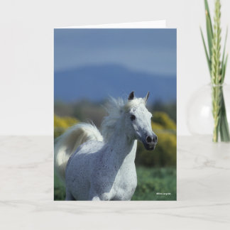 Bob Langrish | Grey Arab Headshot Card