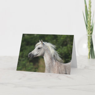 Bob Langrish Grey Arab Headshot Card