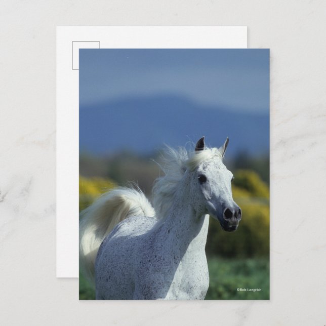 Bob Langrish | Grey Arab Headshot Postcard (Front/Back)