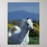 Bob Langrish | Grey Arab Headshot