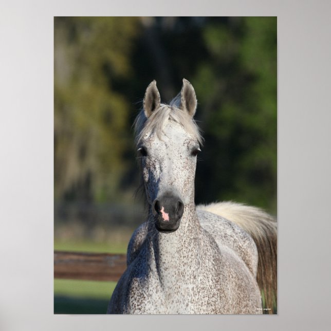 Bob Langrish | Grey Arab headshot Poster (Front)