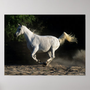 Bob Langrish Grey Arab Mare Running Poster