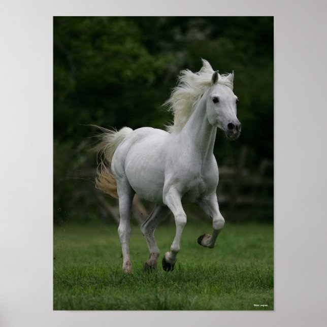 Bob Langrish | Grey Arab Running Poster (Front)