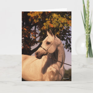 Bob Langrish Grey Arab Stallion Headshot 4 Card