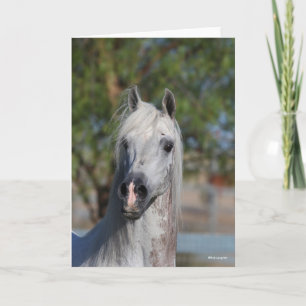Bob Langrish Grey Arab Stallion Headshot Card