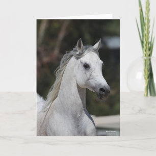 Bob Langrish Grey Arab Stallion Headshot Card