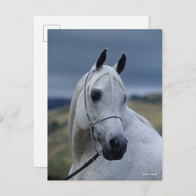 Bob Langrish | Grey Arab Stallion Headshot Postcard (Front/Back)