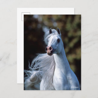 Bob Langrish | Grey Arab Stallion Headshot Postcard