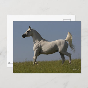 Bob Langrish   Grey Arab Stallion In Field Postcard