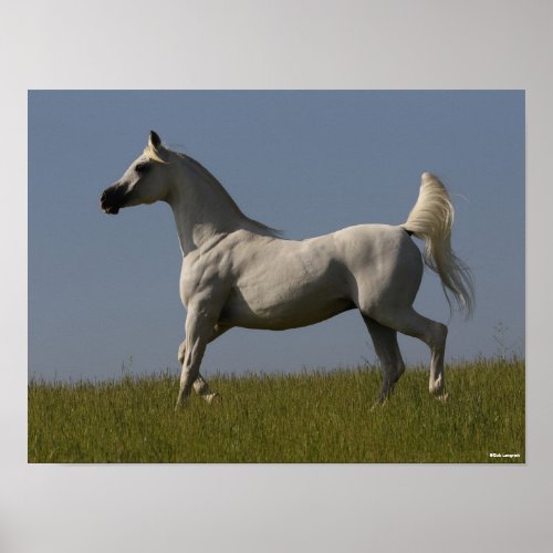 Bob Langrish  Grey Arab Stallion In Field Poster