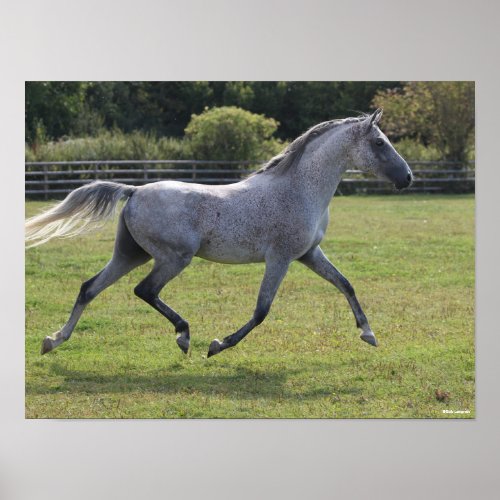 Bob Langrish  Grey Arab Stallion Running Backlit Poster