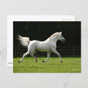 Bob Langrish   Grey Arab Stallion Running Postcard
