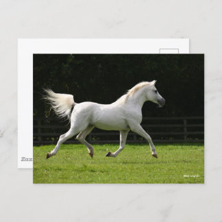 Bob Langrish | Grey Arab Stallion Running Postcard
