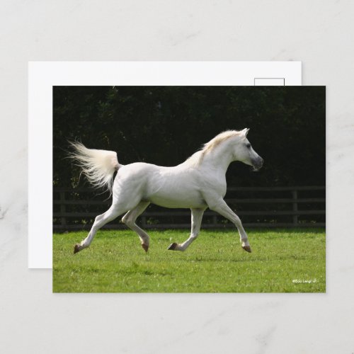 Bob Langrish  Grey Arab Stallion Running Postcard