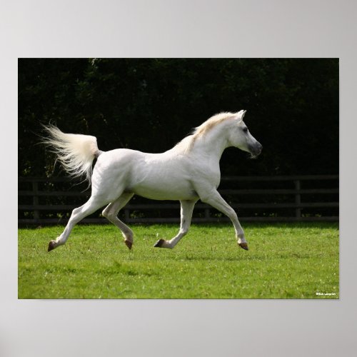 Bob Langrish  Grey Arab Stallion Running Poster
