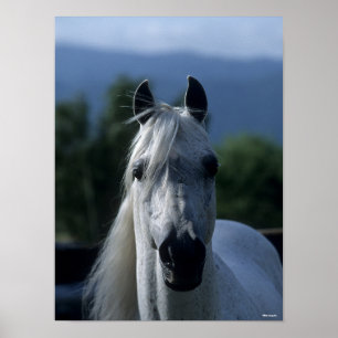 Bob Langrish Grey Arab Stallion Standing Headshot Poster
