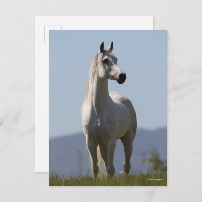 Bob Langrish | Grey Arab Stallion Standing Postcard (Front/Back)