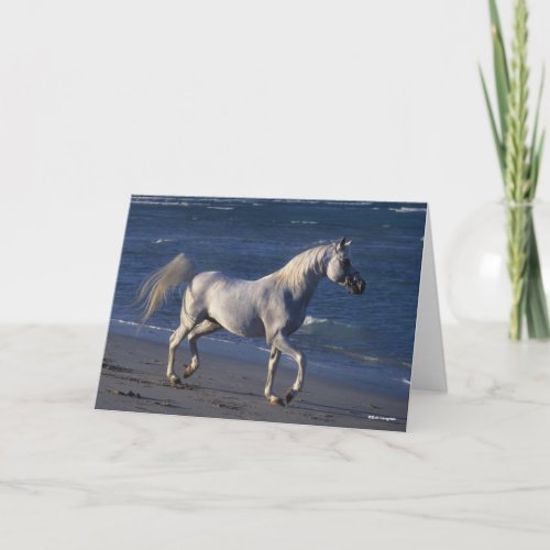 Bob Langrish  Grey Arab Stallion Walking On Beach Card