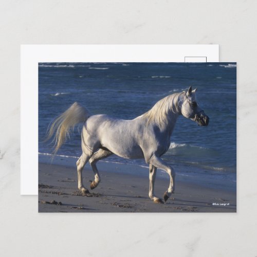 Bob Langrish  Grey Arab Stallion Walking On Beach Postcard