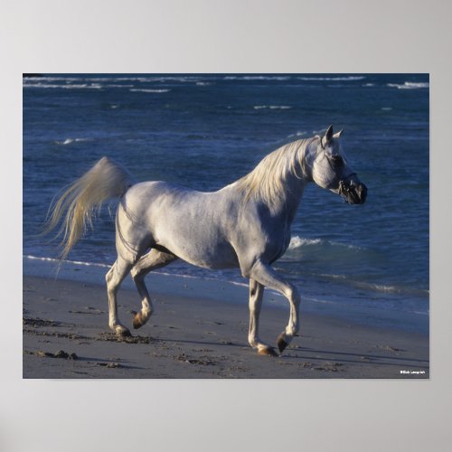 Bob Langrish  Grey Arab Stallion Walking On Beach Poster