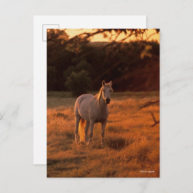 Bob Langrish | Grey Arab Standing at Sunset Postcard (Front/Back)