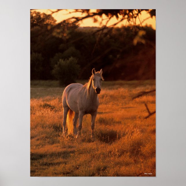 Bob Langrish | Grey Arab Standing at Sunset Poster (Front)