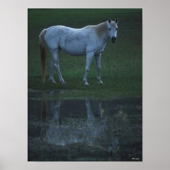 Bob Langrish Grey Arab Standing By Pond Reflection Poster (Front)